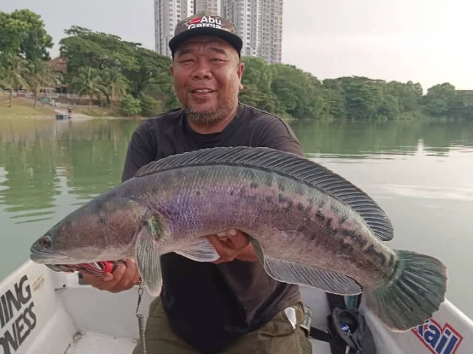 Skipper Prima - Image 3