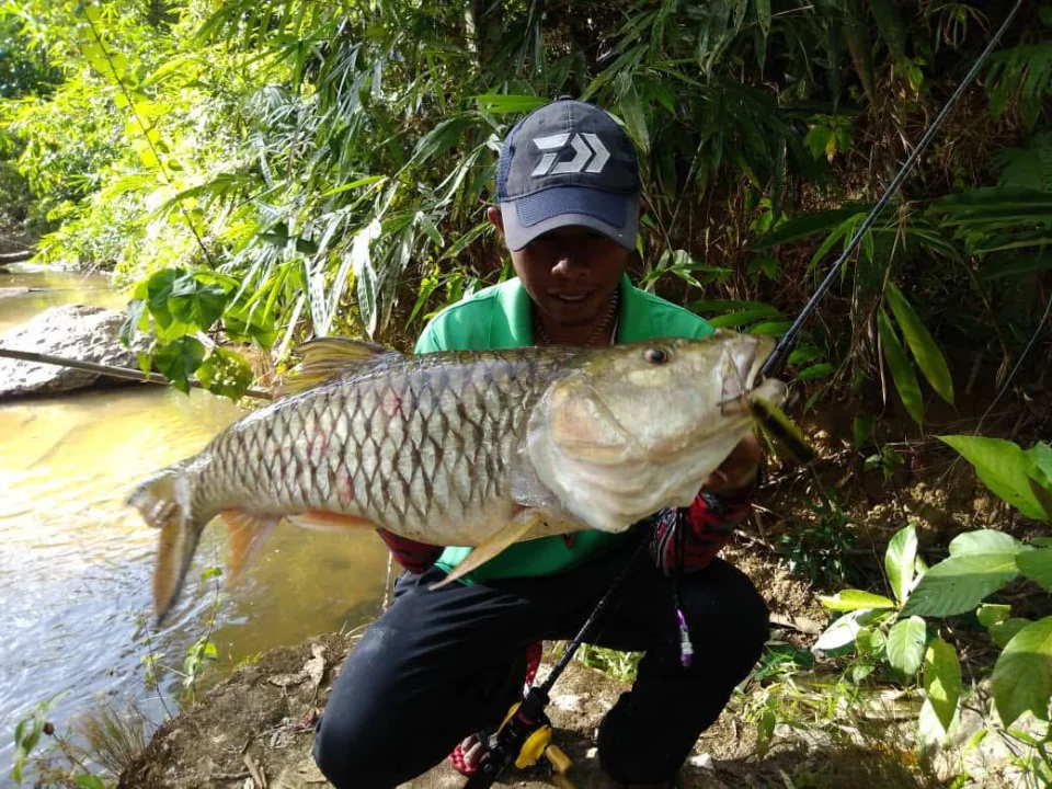 Stream 4 Hampala - Image 3