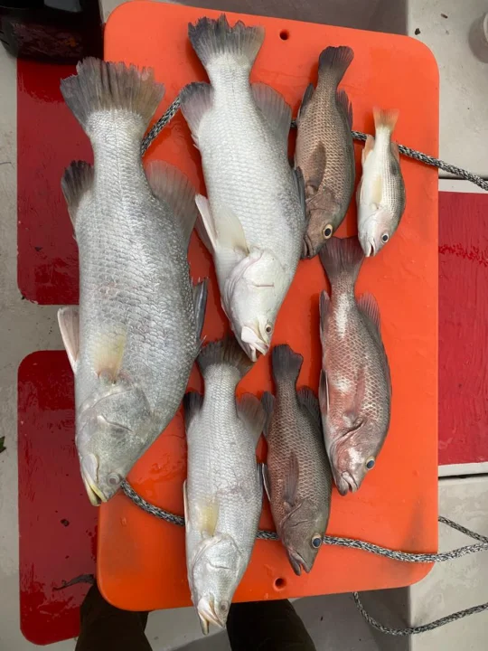 Heavy Cover Caster - Image 2