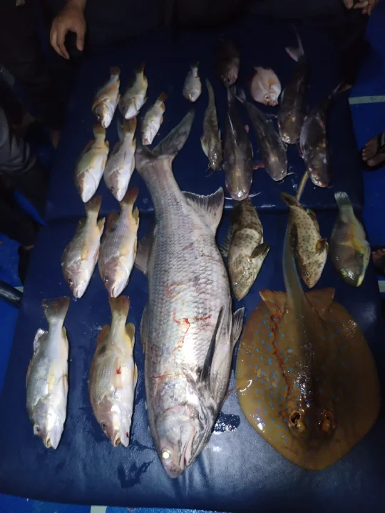 Fishon Alwaysstrikee  - Image 2